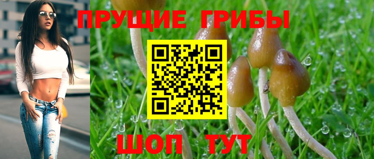 как найти закладки  Вход с VPN  Михайловск  Галлюциногенные грибы MAGIC MUSHROOMS 